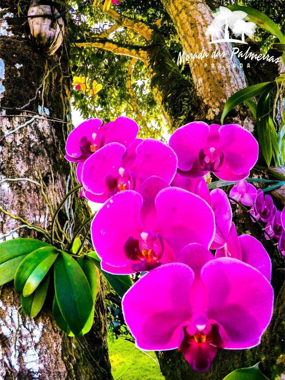 Morada Das Palmeiras Barra Grande  Bagian luar foto