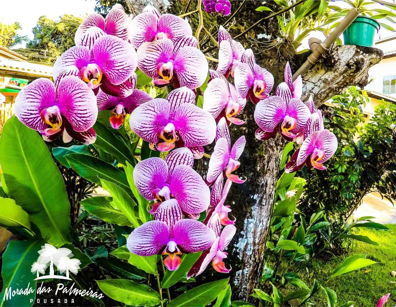 Morada Das Palmeiras Barra Grande  Bagian luar foto